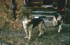 Thumbs/tn_029Brents Hunde.jpg.jpg